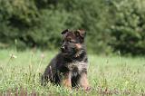 BERGER ALLEMAND 1238